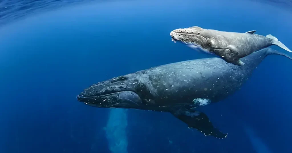 Why Are Blue Whales Going Silent - And It’s Not a Good Sign