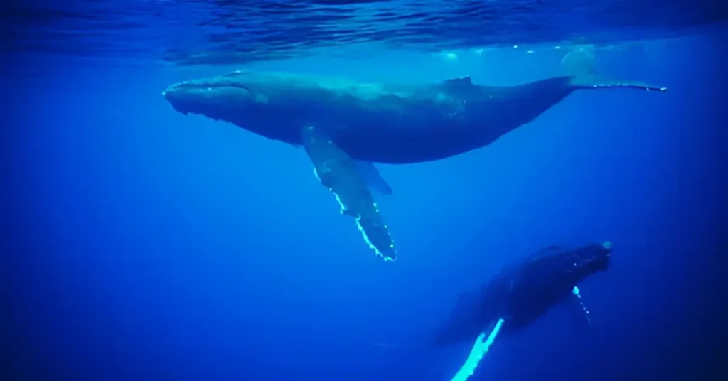 Why Are Blue Whales Going Silent - And It’s Not a Good Sign